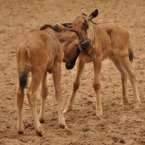 Blue wildebeest (Connochaetes taurinus)