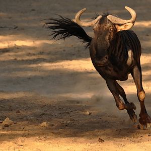 Blue wildebeest (Connochaetes taurinus)