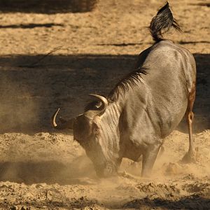 Blue wildebeest (Connochaetes taurinus)