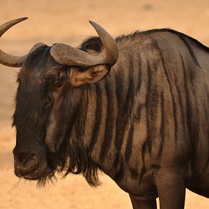 Blue wildebeest (Connochaetes taurinus)