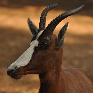 Blesbok (Damaliscus pygargus)