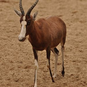 Blesbok (Damaliscus pygargus)