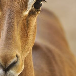 Impala (Aepyceros melampus)