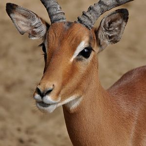 Impala (Aepyceros melampus)