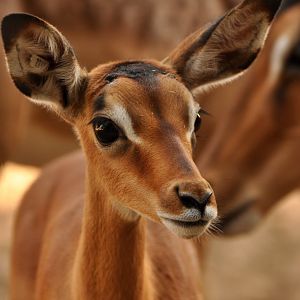 Impala (Aepyceros melampus)