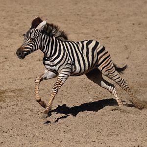 "Chapman"'s zebra (Equus quagga chapmani)