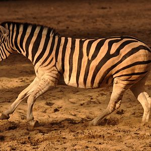 "Chapman"'s zebra (Equus quagga chapmani)