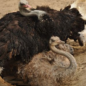 Common ostrich (Struthio camelus)