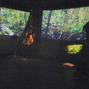 Madagascar! - Small Wonders, Big Threats