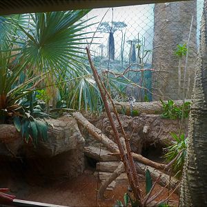 Madagascar! - Spiny Forest - Main Exhibit