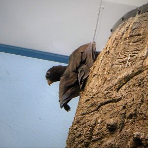 Madagascar! - Lesser Vasa Parrot