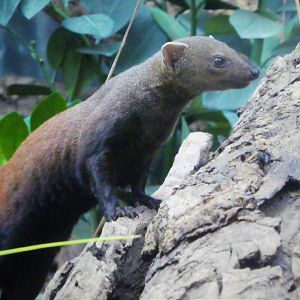 Madagascar! - Spiny Forest - Ring-tailed Vontsira