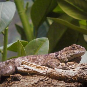 Madagascar! - Spiny Forest - Madagascar Swift