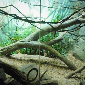 Madagascar! - Masoala - Fossa Exhibit