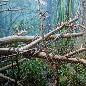 Madagascar! - Masoala - Red Ruffed-Lemur Exhibit