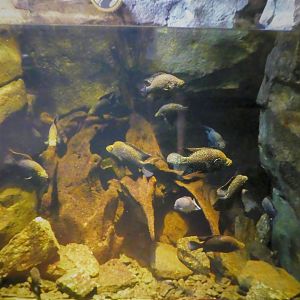 Madagascar! - Masoala - Polleni Cichlid Exhibit