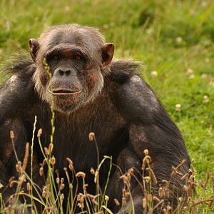Chimpanzee (Pan troglodytes)