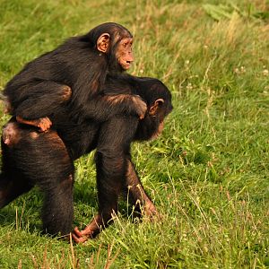 Chimpanzee (Pan troglodytes)