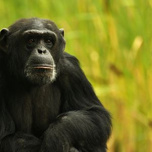 Chimpanzee (Pan troglodytes)