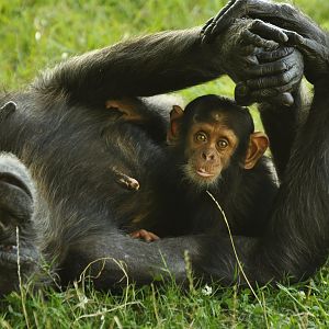Chimpanzee (Pan troglodytes)