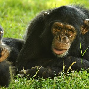 Chimpanzee (Pan troglodytes)