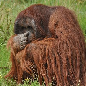 Bornean Orang outan (Pongo pygmaeus)