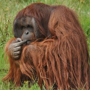 Bornean Orang outan (Pongo pygmaeus)