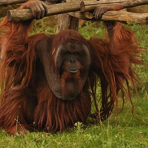Bornean Orang outan (Pongo pygmaeus)