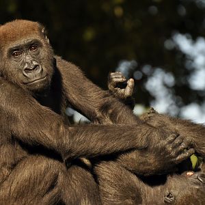 Western gorilla (Gorilla gorilla)