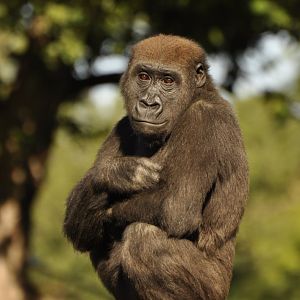 Western gorilla (Gorilla gorilla)