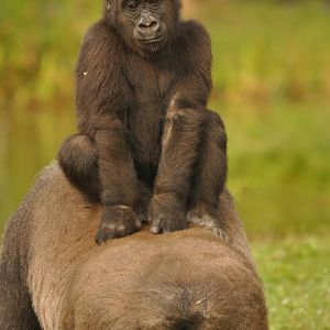 Western gorilla (Gorilla gorilla)