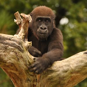 Western gorilla (Gorilla gorilla)