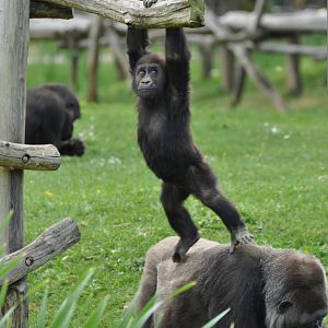 Western gorilla (Gorilla gorilla)
