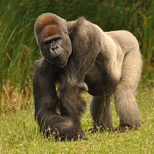 Western gorilla (Gorilla gorilla)