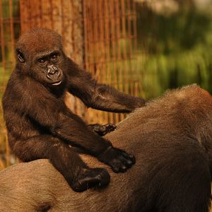 Western gorilla (Gorilla gorilla)