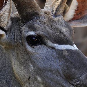 Greater kudu (Tragelaphus trepsiceros)