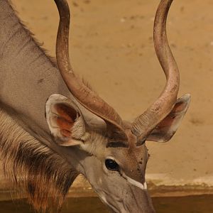 Greater kudu (Tragelaphus trepsiceros)