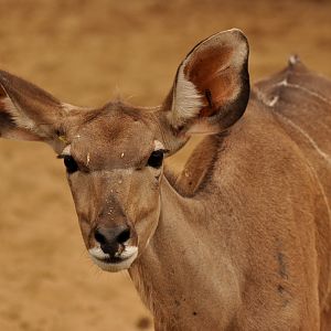 Greater kudu (Tragelaphus trepsiceros)