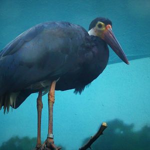 Aquatic Bird House - Storm's Stork