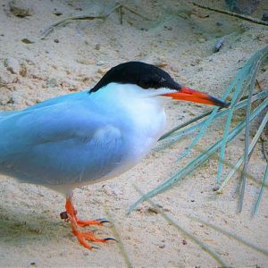 Aquatic Bird House - Common Tern