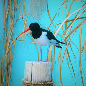 Aquatic Bird House - Eurasian Oystercatcher