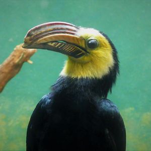 Aquatic Bird House - Sulawesi Hornbill