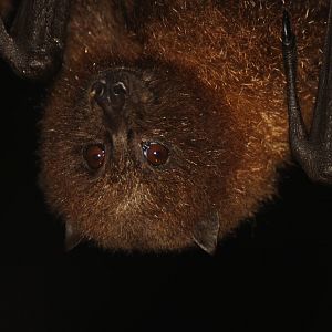 Rodrigues fruit bat (Pteropus rodricensis)