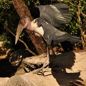 Marabou stork (Leptoptilos crumenifer)