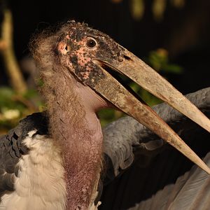Marabou stork (Leptoptilos crumenifer)