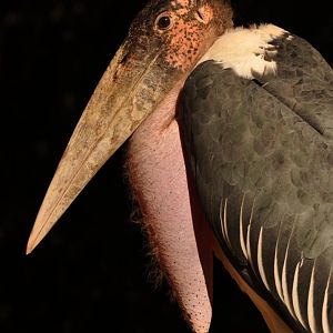 Marabou stork (Leptoptilos crumenifer)