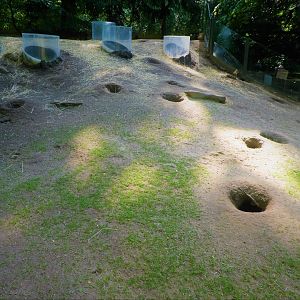 Children's Zoo - Homes - Black-tailed Prairie Dog Exhibit