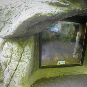 Children's Zoo - Moving Around - Pantherophis Hybrid Exhibit