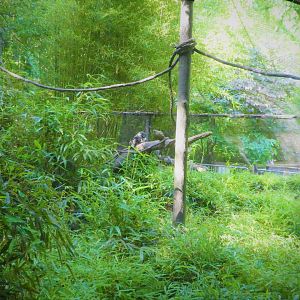 Children's Zoo - Moving Around - White-nosed Coati Exhibit