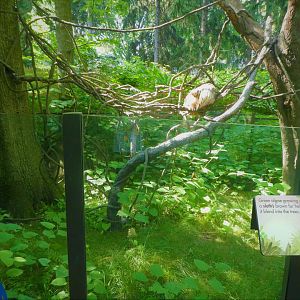 Children's Zoo - Staying Safe - Linnaeus's Two-toed Sloth Exhibit